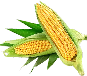 corn 60 USD/kg